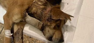 В Днепре ветеринары спасают собаку, которая жила с трубой на шее