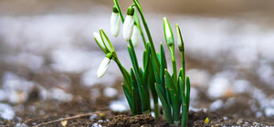Весна близко: в Одессе расцвели подснежники (фото)