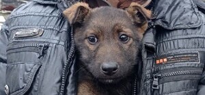 Щенок из Кривого Рога проехал под капотом авто больше 100 километров  