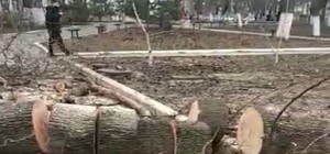 На грани уничтожения: в одесском сквере на Канатной пилят деревья