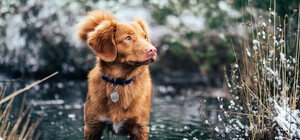 Яка погода буде у Києві на вихідних 12-13 лютого