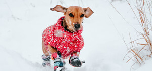 Какой будет погода в Киеве на этой неделе с 14 по 18 февраля 