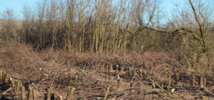 В Одеській області знищили понад 150 тисяч дерев