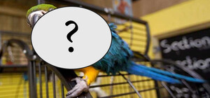 Как выглядит самый дорогой попугай, который продается в Запорожье