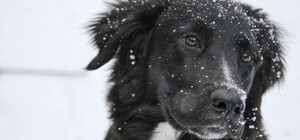 На Киевщине мужчина спас жизнь собаке, которая упала под лед