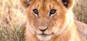 В Кривом Роге теряет зрение львенок, который живет на ферме