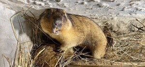 Львівські бабаки зробили прогноз про прихід весни (відео)