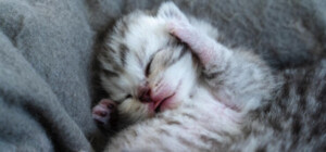 17 февраля 2022: какой сегодня праздник, курс доллара и погода в Днепре