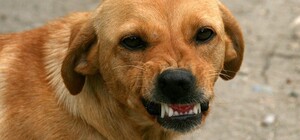 В Запорожье мужчина попал в больницу из-за того, что на него напали собаки