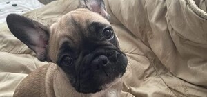 В Днепре воры украли из квартиры породистого щенка