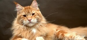 В Днепре выбросили в подвал больного мейн-куна