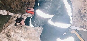 В Одессе спасатели вынесли из горящего дома и реанимировали собаку