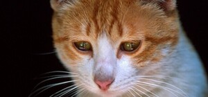 У центрі Запоріжжя з вікна викинули кота: він загинув