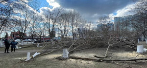 На Таирова уничтожают зеленую зону ради строительства автомойки (видео)