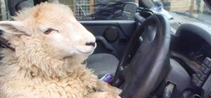 Київські патрульні за допомогою соцмереж знайшли і оштрафували автохама