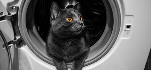 В Днепре кошка 15 минут провела в работающей стиральной машинке