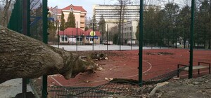 У Трускавці ураган повалив дерева з корінням – фото та відео