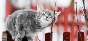 Репетиция весны: какой будет погода в Харькове на этой неделе, с 21 по 27 февраля