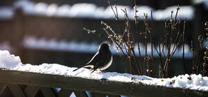 Какая погода будет в Киеве на этой неделе 21-25 февраля