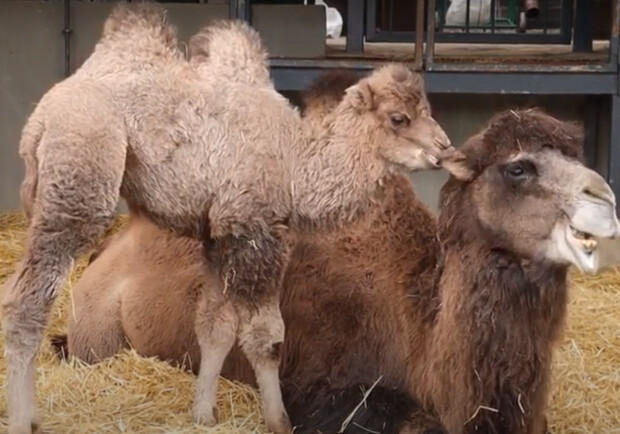 У Харківському зоопарку обрали ім'я верблюденя - як назвали. 
