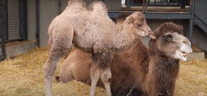 У Харківському зоопарку обрали ім'я верблюденя