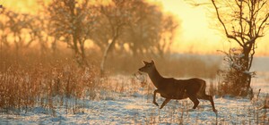 Браконьера, который убил лань в Одесской области, посадили в тюрьму
