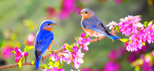 Синоптики официально заявили о приходе весны в Киев