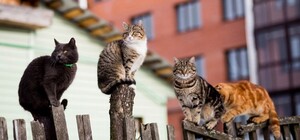 Какая погода будет в Днепре ближайшие три дня