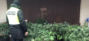 Біля Львова виявили погріб із оранжерею конопель – фото