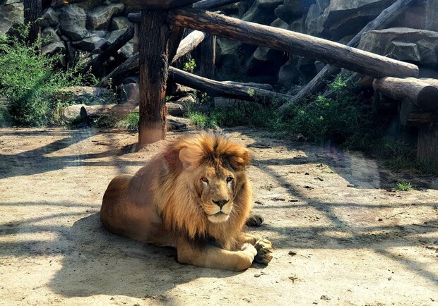 Зоопарк просит харьковчан о помощи. Фото: Vgorode