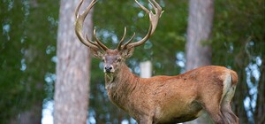 Погибли олени: российские оккупанты снова обстреляли Экопарк