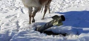 Частину тварин з Екопарку евакуювали до зоопарку в Харкові