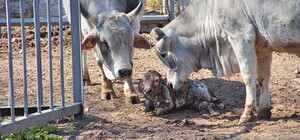 Джавелін, Україна та Перемога: в Одеському зоопарку та дельфінарії поповнення