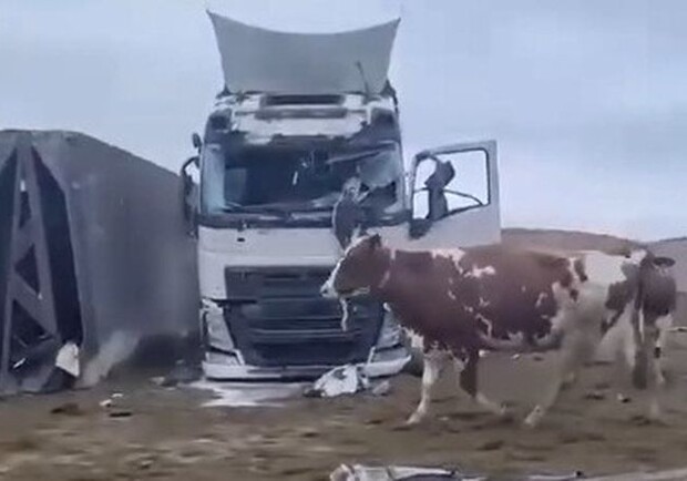 Десятки корів загинули: під Харковом зруйновано ферму молочного комбінату "Агромол" - фото