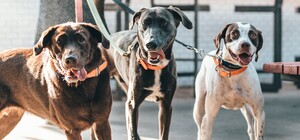 Як працюватимуть ловці безпритульних собак у Львові у квітні – графік