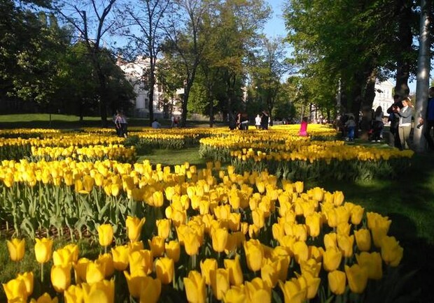 В Харькове высадят цветы, невзирая на войну. Фото: vecherniy.kharkov.ua