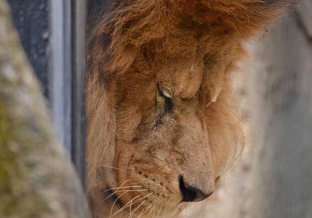 З харківського екопарку врятували п'ять левів та левиць. Фото: mashapasha.com