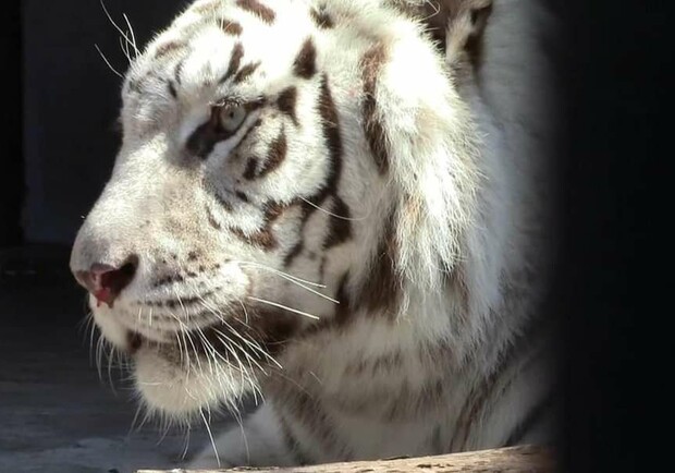 Харьковский зоопарк принял львов, тигров и ягуаров из экопарка. 