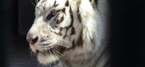 Харківський зоопарк прийняв левів, тигрів та ягуарів з екопарку (фото)