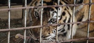 В Днепр эвакуировали полтора десятка животных из харьковского экопарка