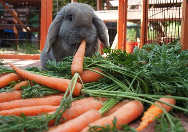 Россияне украли морковь, свеклу и капусту у животных харьковского экопарка. 
