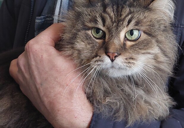 В Харькове спасли кота, который две недели просидел в разрушенной квартире (видео). 