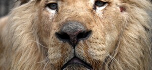 В Одесу привезли двох білих левів їхнього Харківського екопарку, який обстріляли окупанти