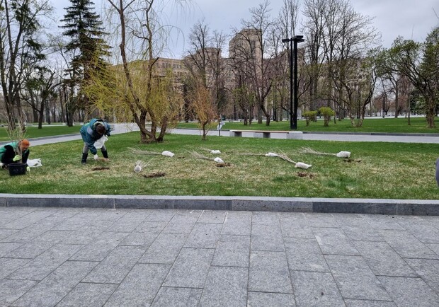 На площади Свободы высадили саженцы, которые отправила пенсионерка с запада Украины. 