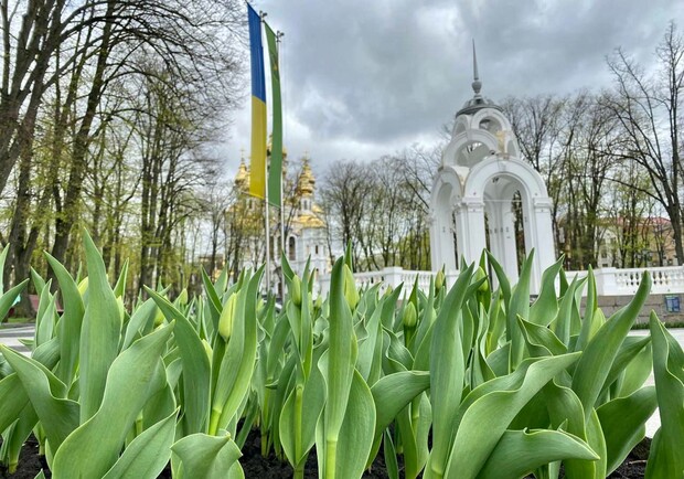 В Харькове начали высаживать цветы (фото). 