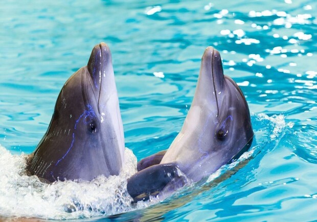 З дельфінарію у Харкові евакуюють морських тварин. 