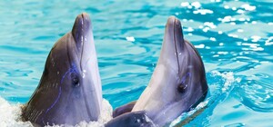 З дельфінарію у Харкові евакуюють морських тварин