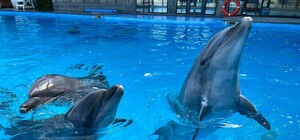 Через загрозу обстрілів до Одеси евакуювали дельфінів із Харкова