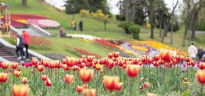 В Киеве откроют выставку тюльпанов на 