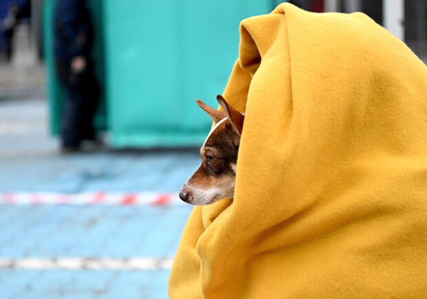 Якщо немає чіпа та щеплення від сказу - пишіть заяву: режим вивезення тварин за кордон з України змінився - фото www.polskieradio24.pl